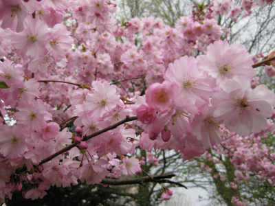 цветы, весна, сакура, япония