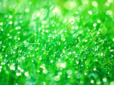 зелень, трава, капли, роса, вода, макро