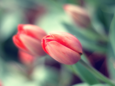весна, цветы, макро, тюльпан