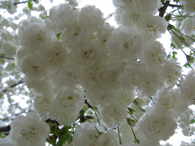 белый, церешня, цветы, весна