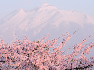 цветущая сакура, горы, розовое