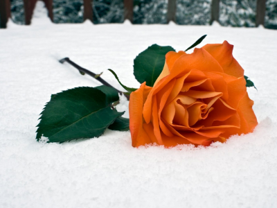 снег, роза, красота