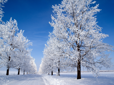 утро, небо, деревья, снег, голубое, зима