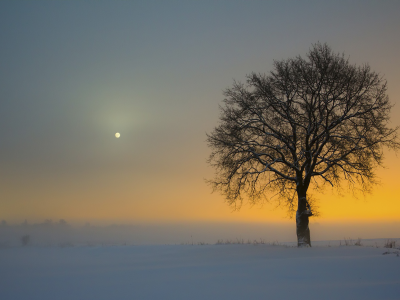 туман, снег, дерево, луна, природа