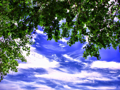 листья, небо, облака, голубое