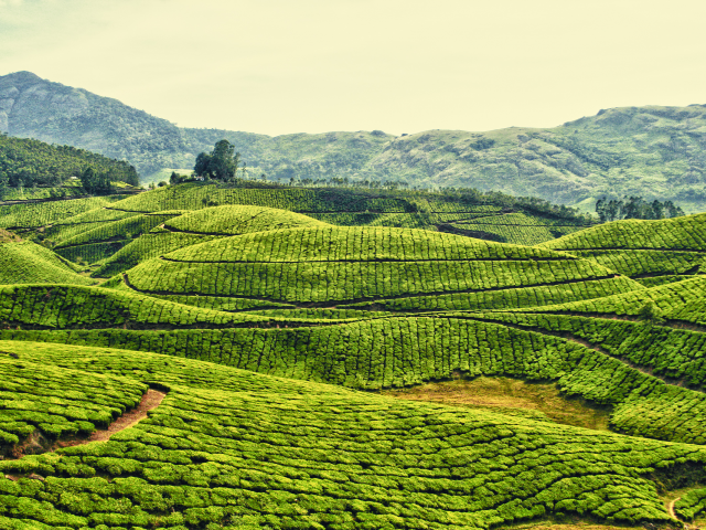 индия, чай, плантации
