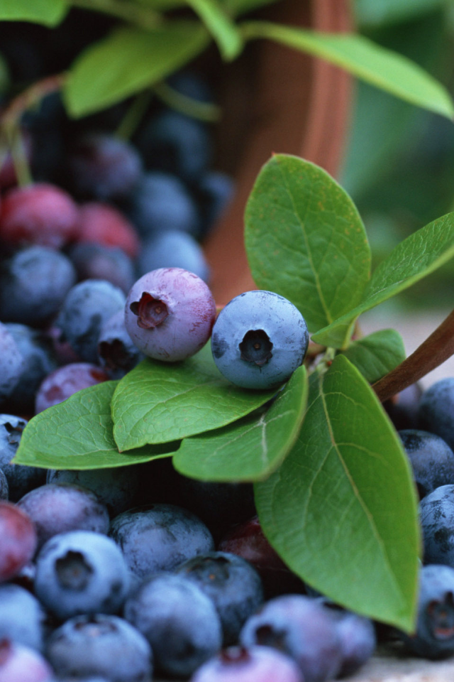 blueberry, корзина, fruits, черника