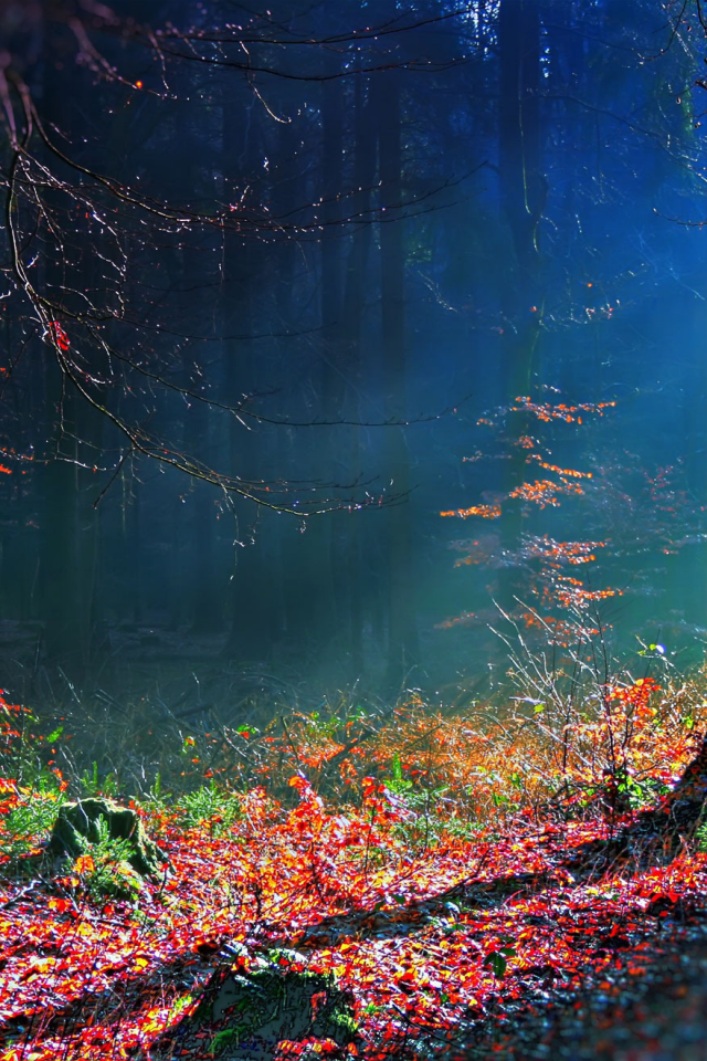 лес, bosque hdr, осень