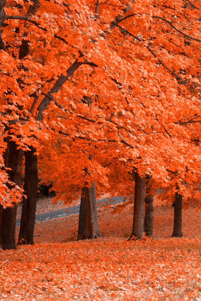осень, листья, оранж, fresh squeezed, парк