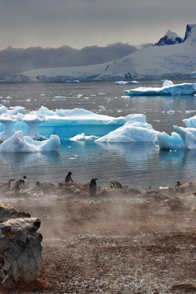 лед, антарктика, пингвины