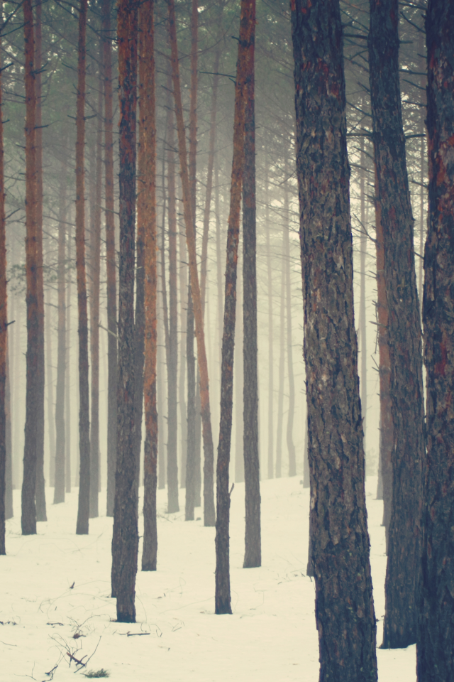 туман, снег, сосна, сосны, зима, лес