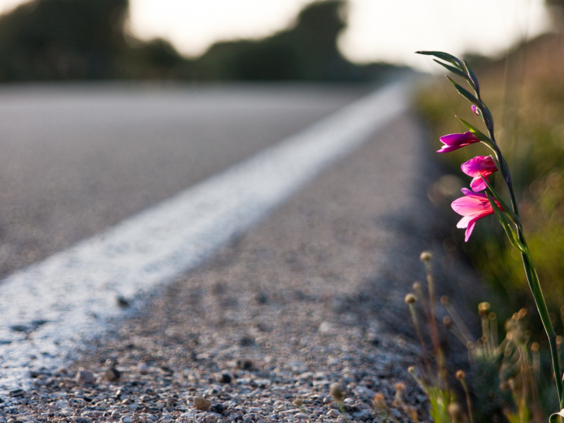 flower, road, grass