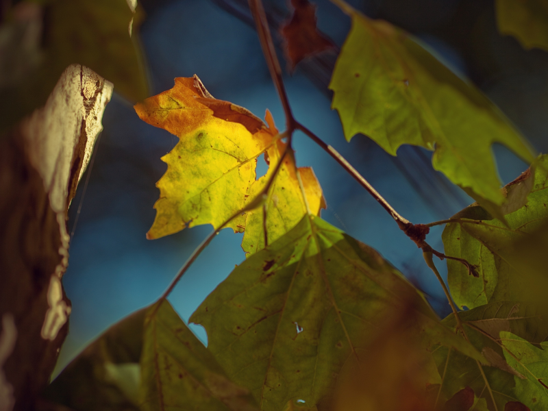 дерево, осень, растения, ветки, листья, природа