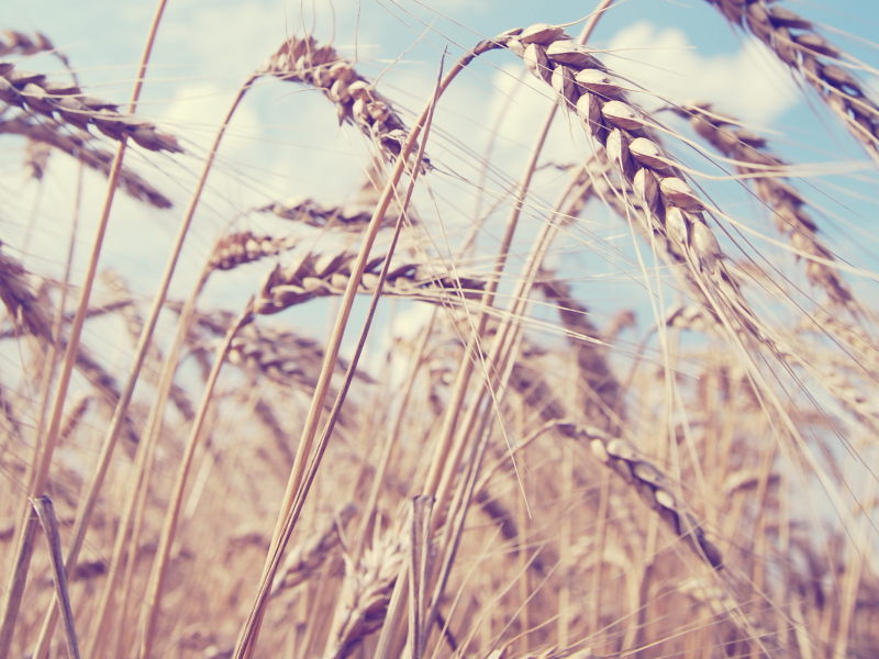поле, колосья, Лето, пшеница