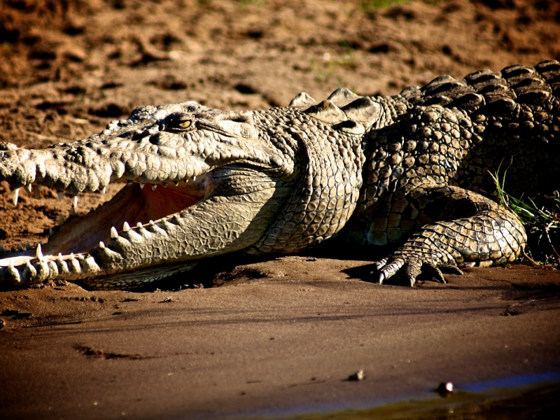 крокодил, берег, трава