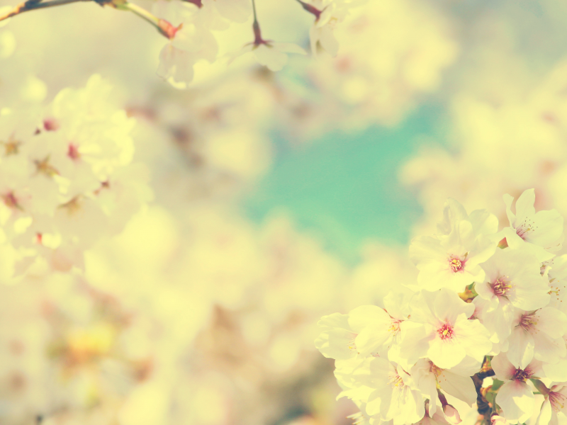 вишня, весна, цветки, сакура