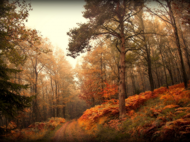 дорога, лес, природа, осень