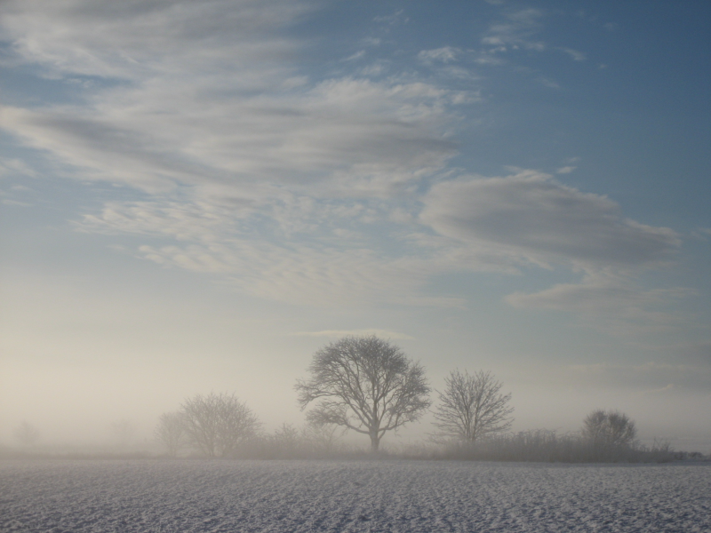 небо, деревья, поле, туман
