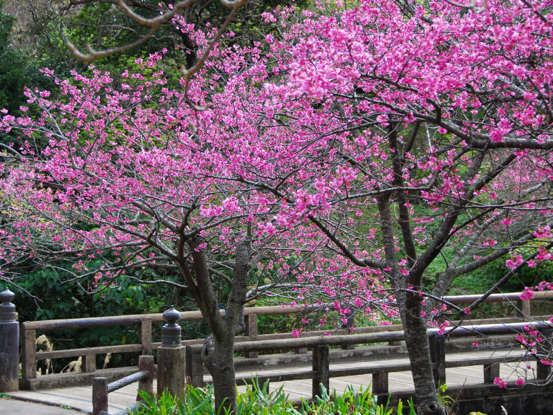 цветы, лепестки, сакура, деревья, весна