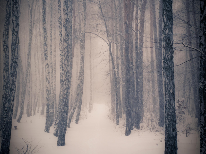 лес, зима, мрачный