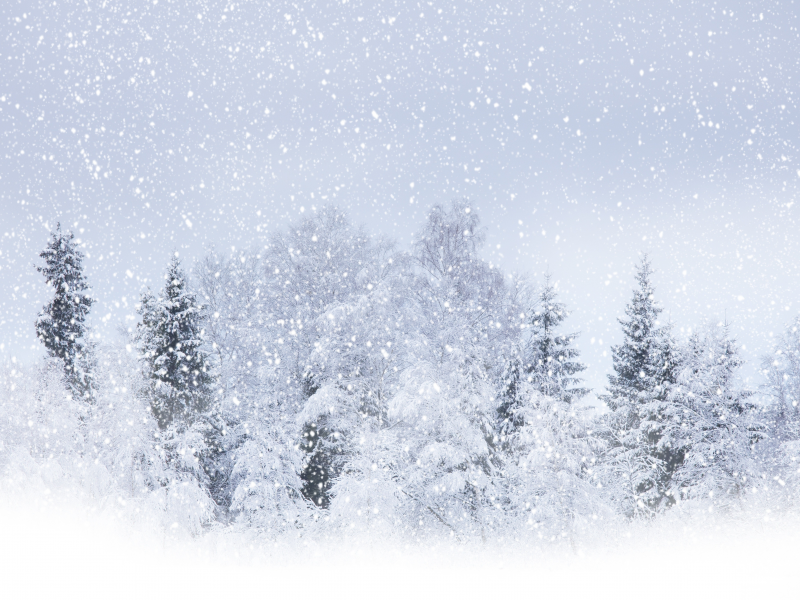 деревья, зима, летящий, снег, кругом бело