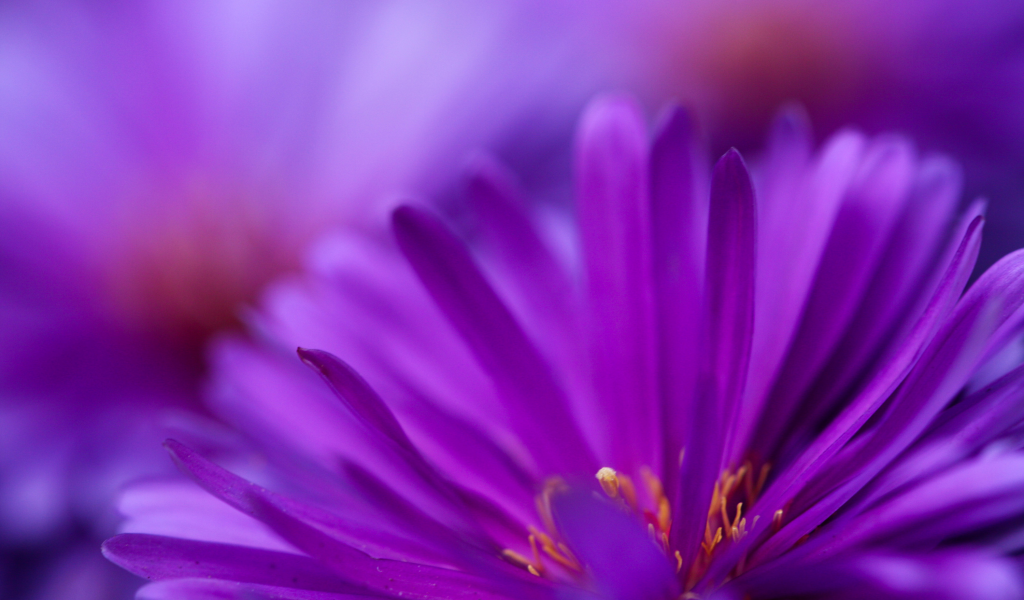 фиолетовый, цветы, цветут