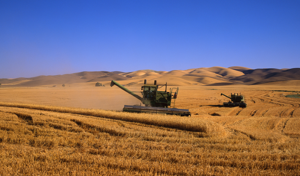 комбаины, пшеница, поле