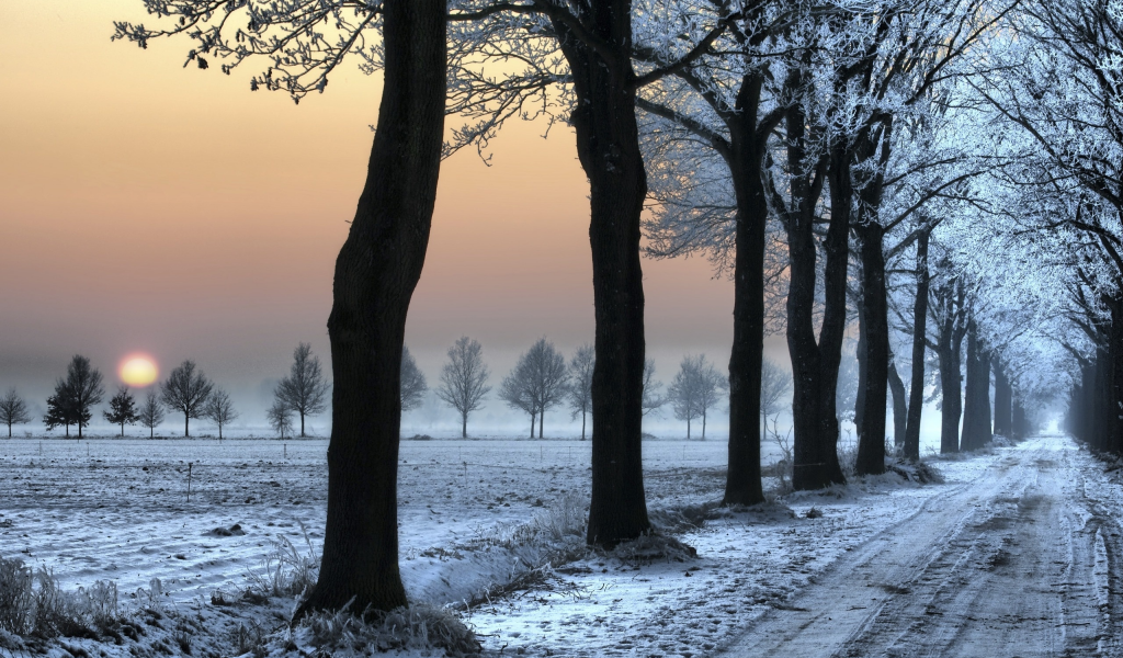 дорога, снег, деревь, следы, зима