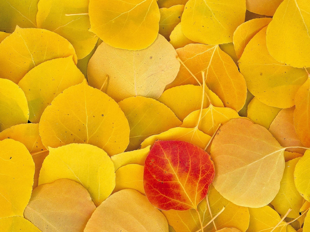 листья, осень, желтые
