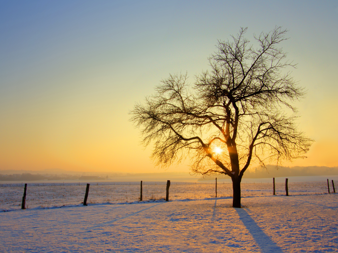 обои, дерево, зима, фото, снег, солнце