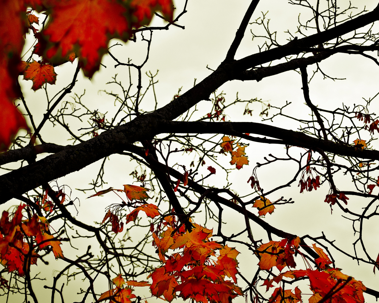 оранжевый, листья, осень, небо, деревья
