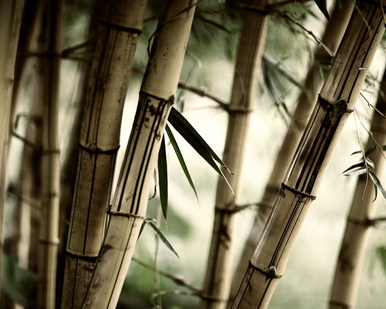 бамбук, листья, трава