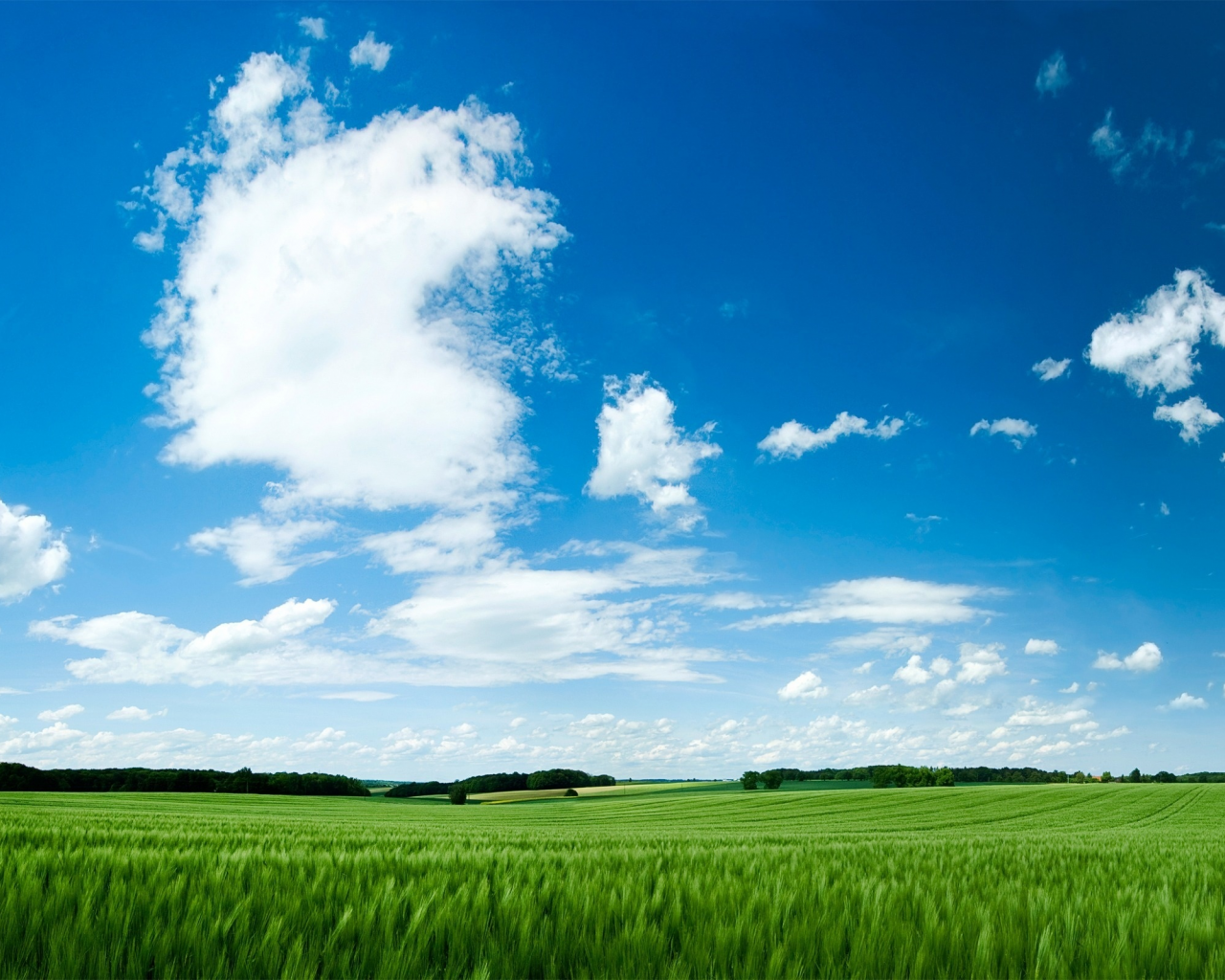 небо, обои, поле, трава, зелёный