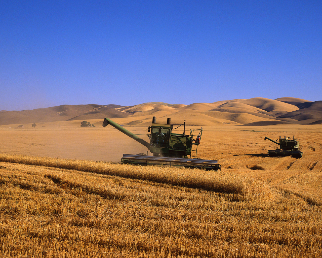 комбаины, пшеница, поле