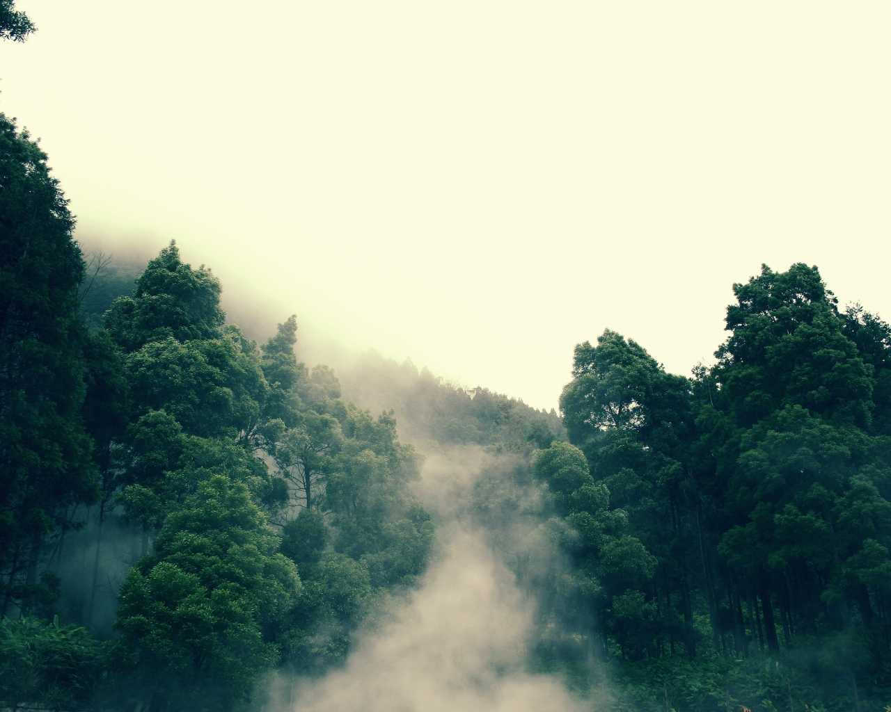 лес, дерево, туман