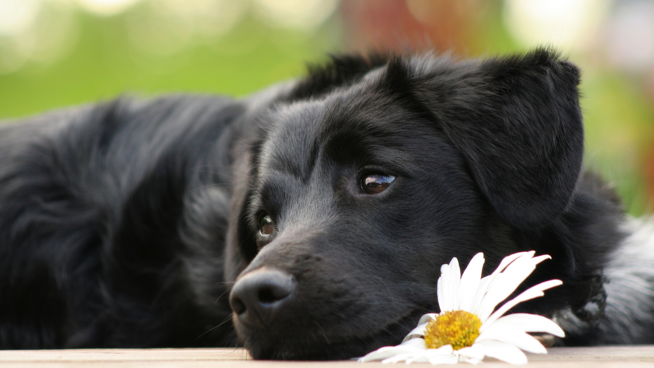 пес, ромашка, щенок, грустный, цветок, ченрыш, лежит