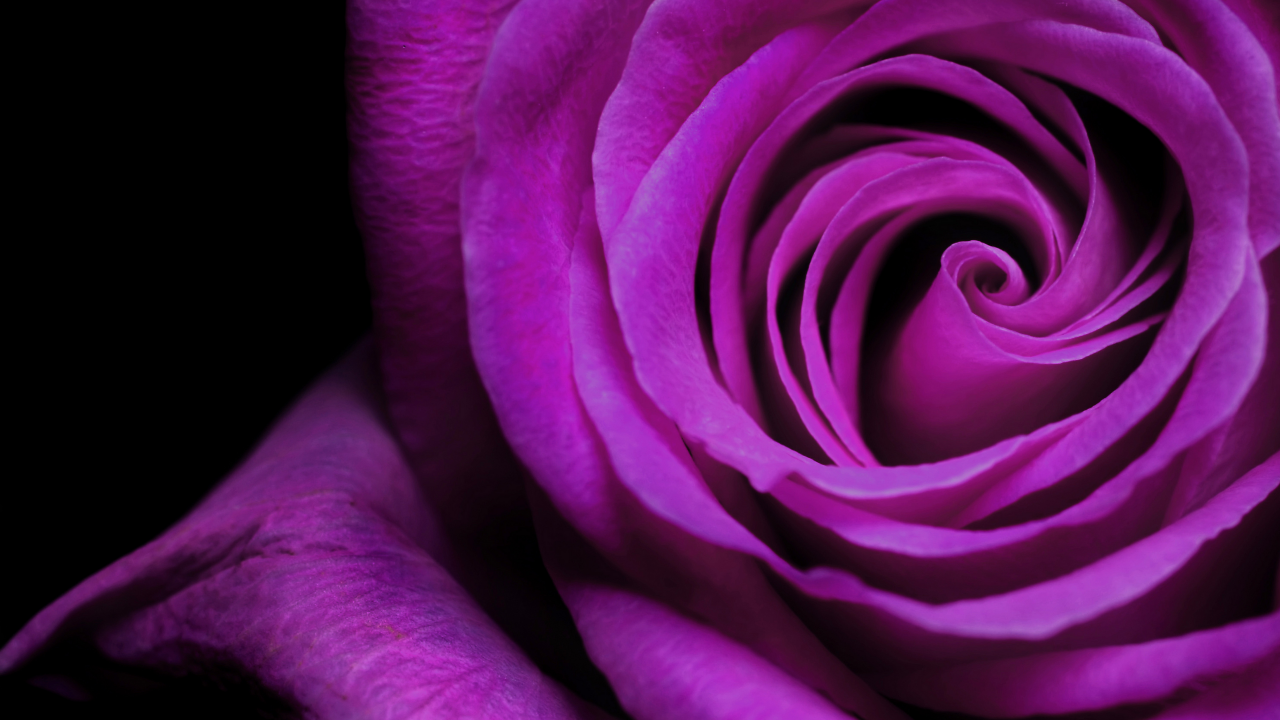 фиолетовый, роза, бутон, лепестки