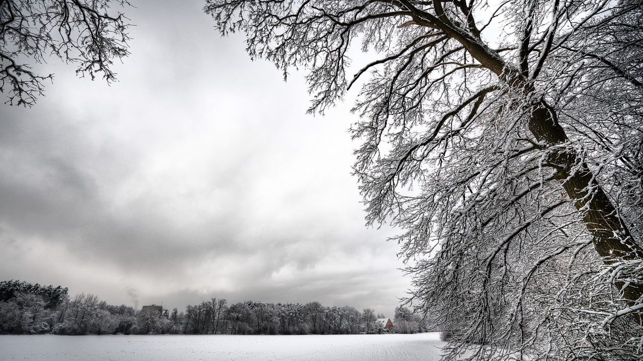 зима, снег, деревья, белый