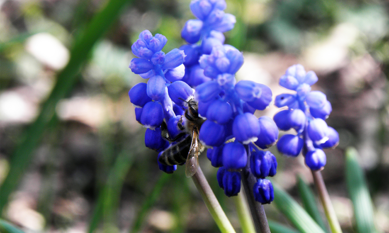 синие, маросъемка, цветы, пчела