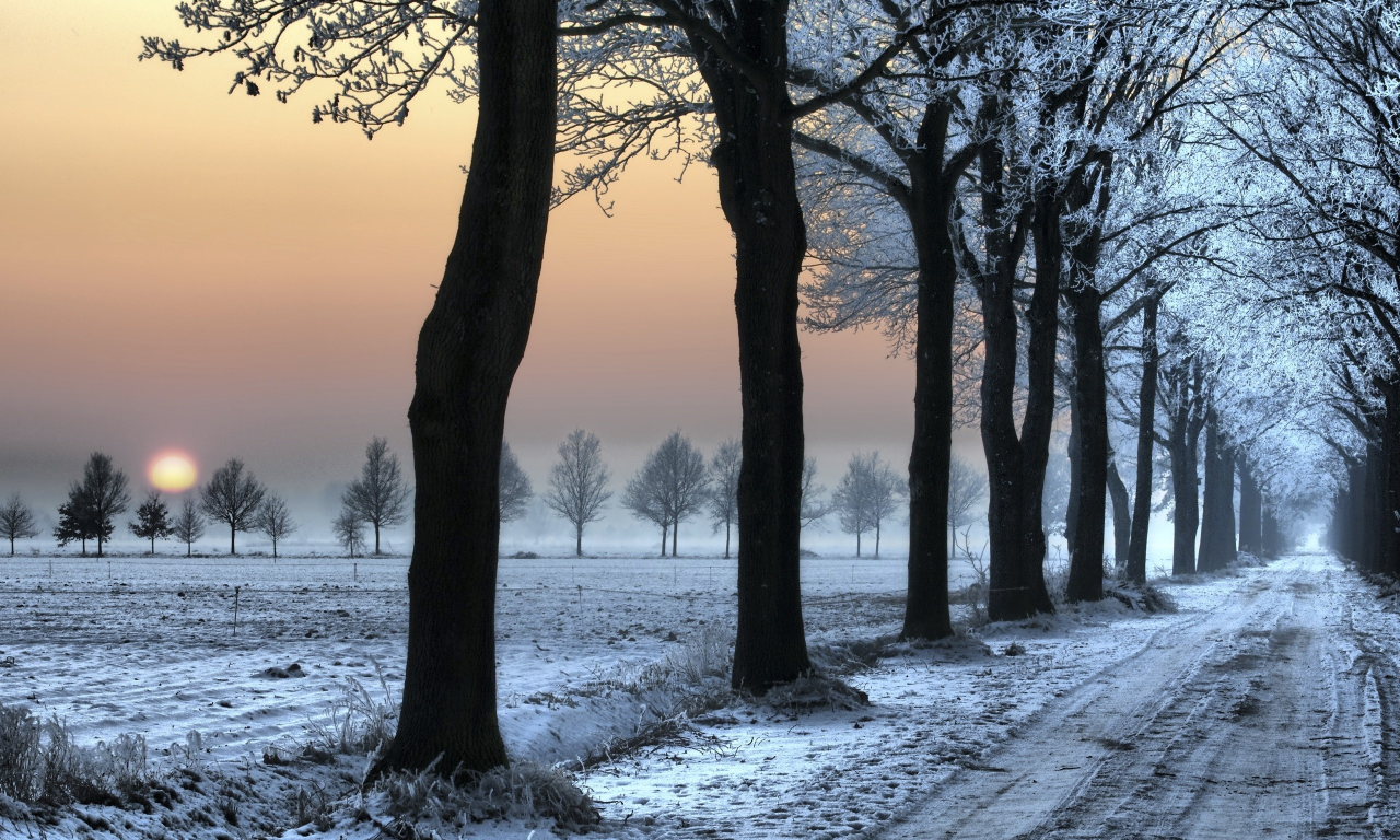дорога, снег, деревь, следы, зима