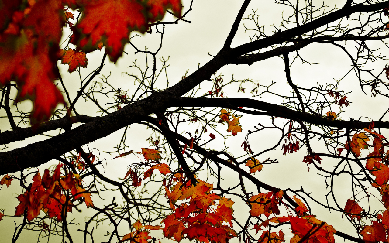 оранжевый, листья, осень, небо, деревья