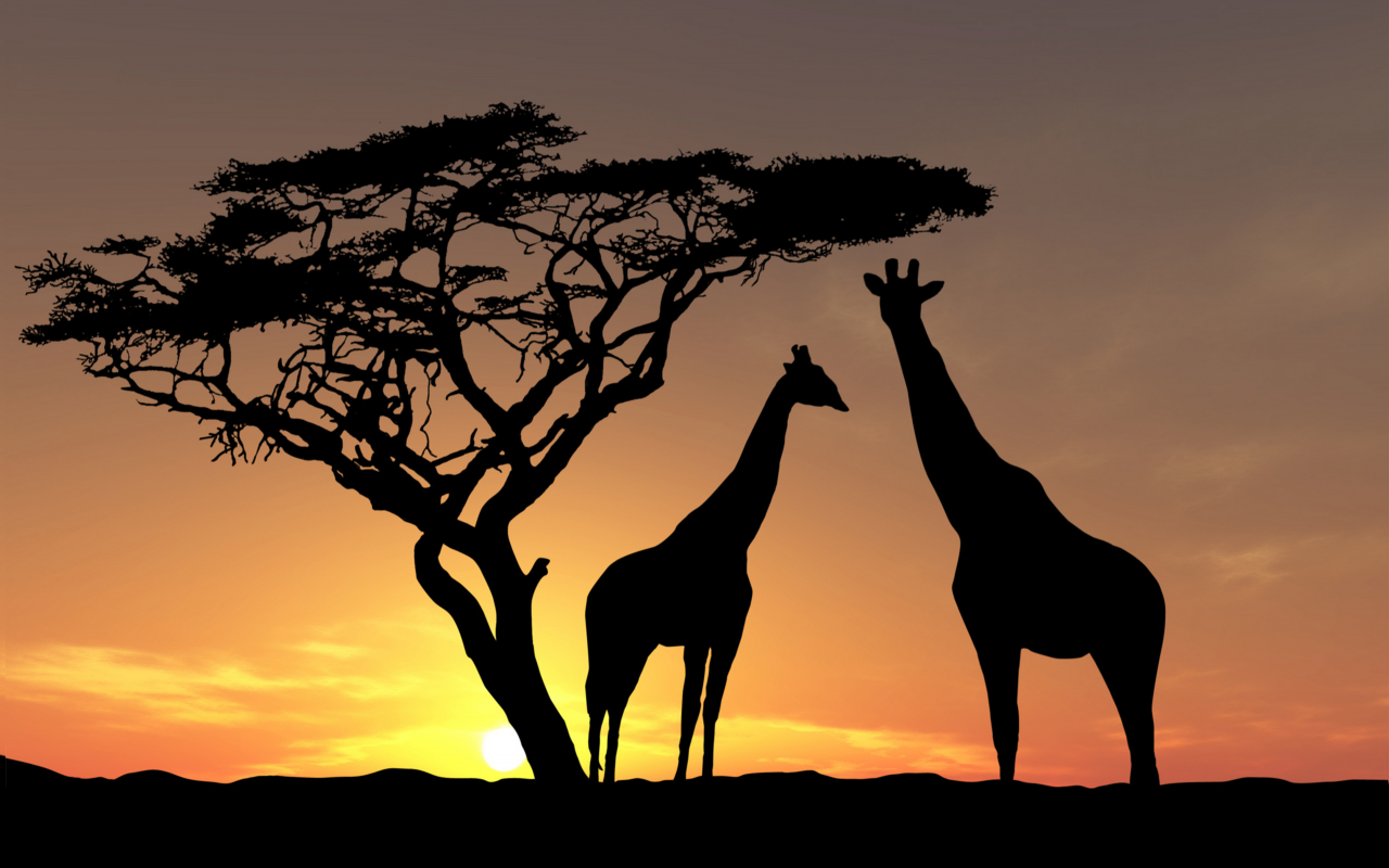 африка, фото, вечер, деревья, дикая природа, животные, солнце, небо, закат солнца, жирафы
