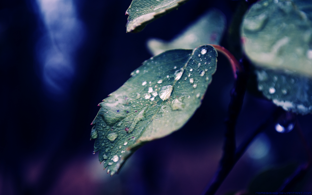 дождь, капли, листья, синева