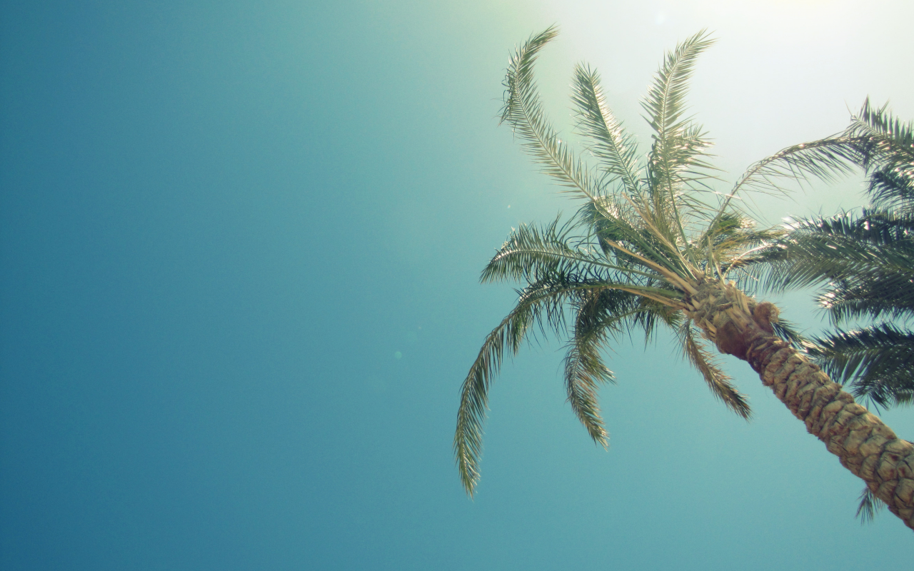 пальмы, лето, солнце