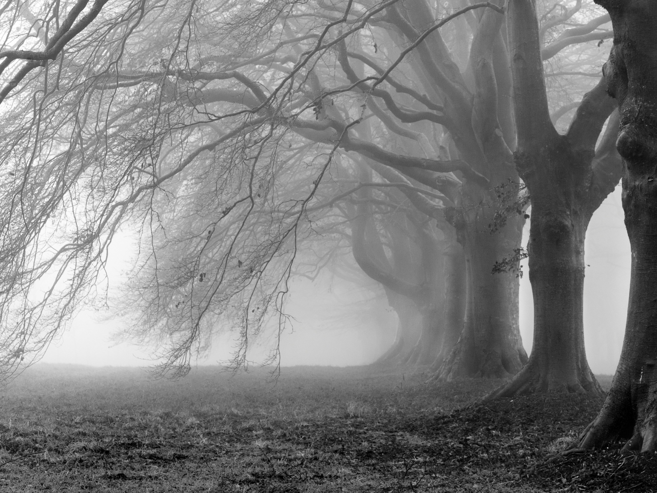 ветви, ветки, деревья, туман, фон, белое, черное, фото, обои