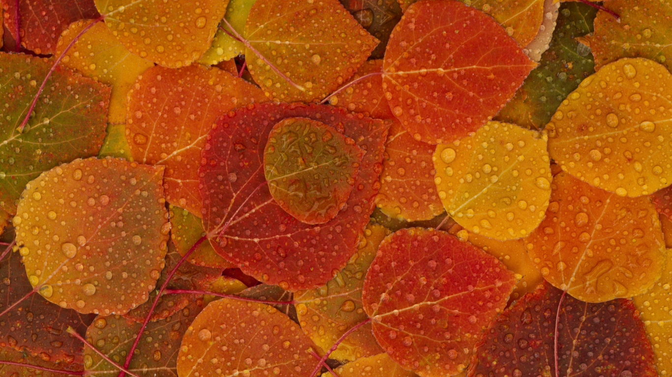 осень, листья, капли