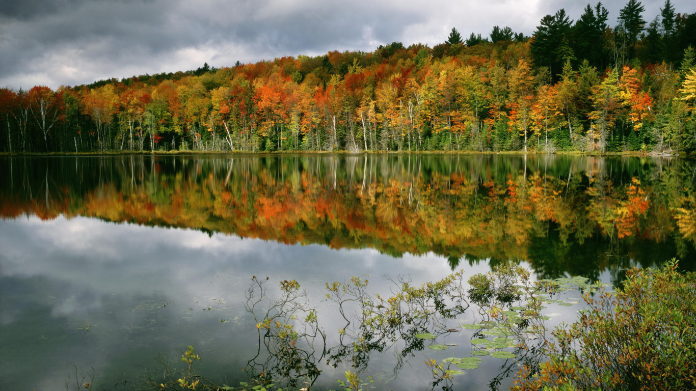 осень, отражение, деревья, вода, лес