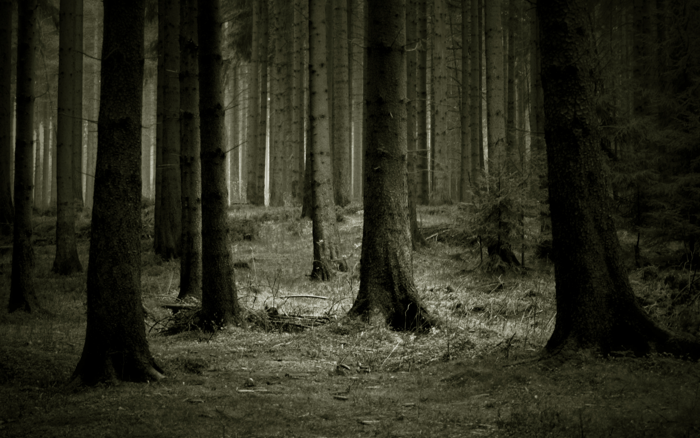 темно, деревья, лес