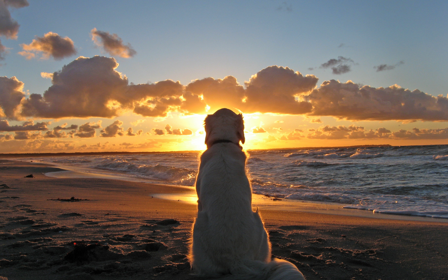 собака, закат, море, пляж