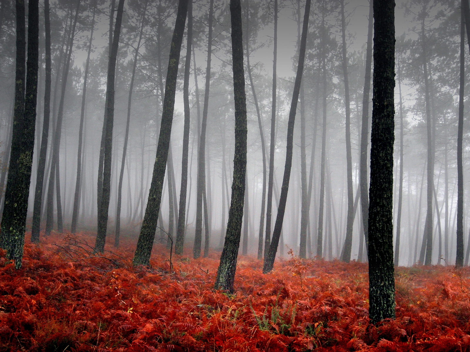 деревья, красный, трава, туман
